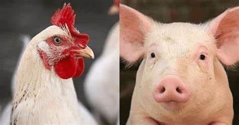 Custos de produção de frangos de corte e de suínos recuam