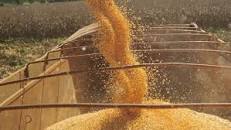 Brasil vende muito milho para o exterior