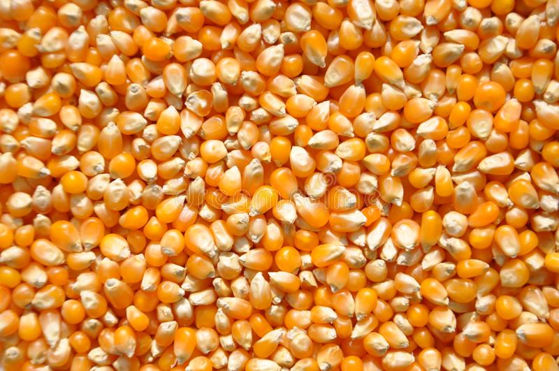 Confira como vem o milho e a soja dos EUA