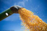Por que a exportação de milho não deslancha no Brasil?