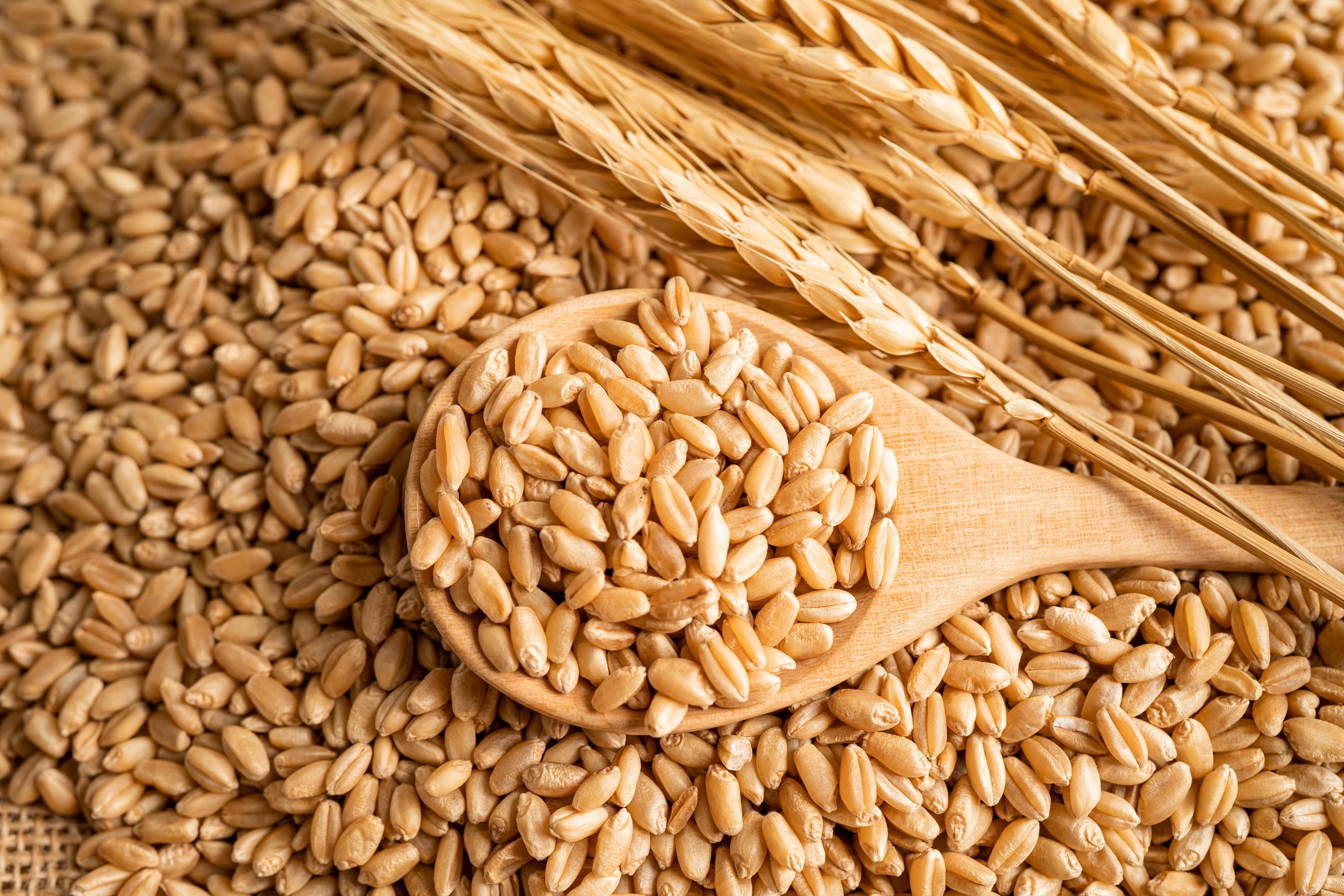 Mercado para farinha de trigo orgânica cresce no Brasil