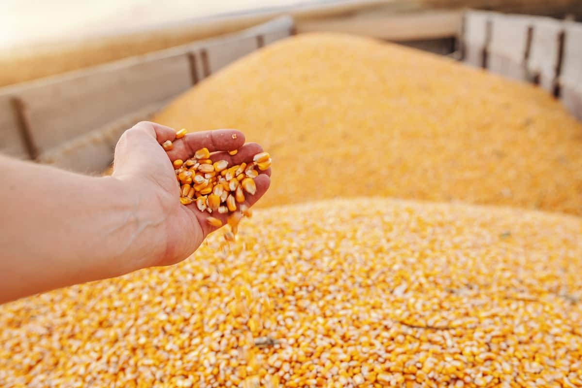 Quebra da safra argentina aumenta o otimismo do milho brasileiro