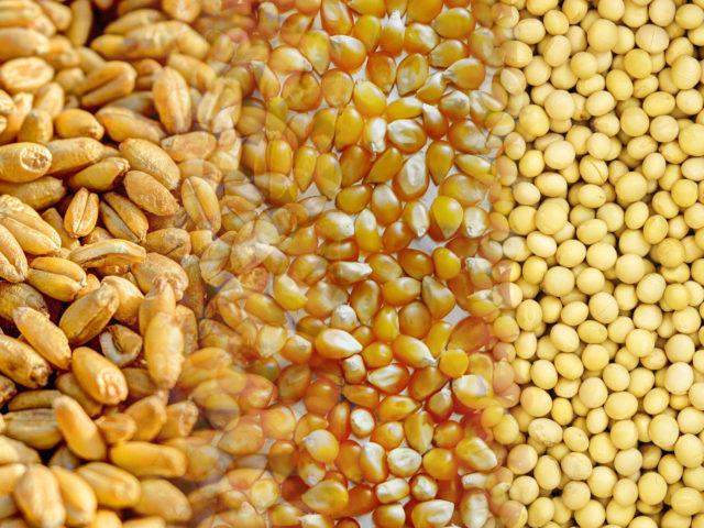 Safra de grãos deve chegar a 312,5 milhões de toneladas