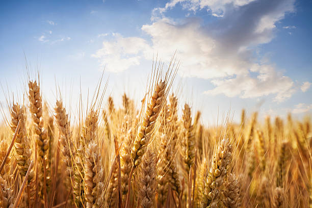 Qualidade do trigo colhido em 2023 deve elevar importação