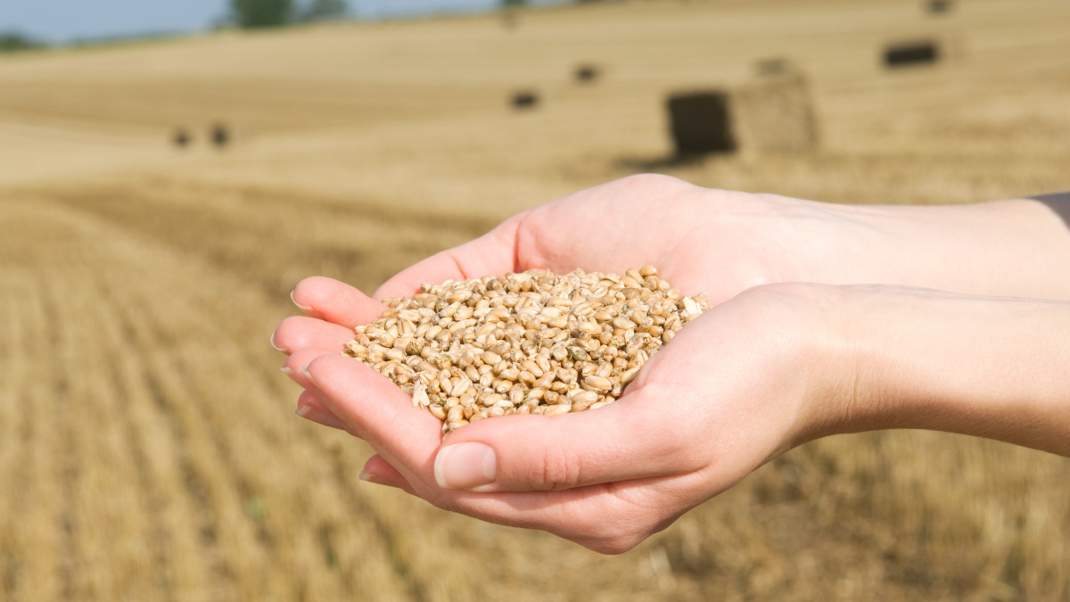 Preços do trigo estão elevados nesse início do ano.