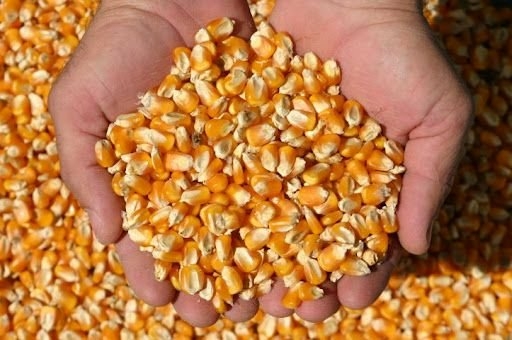 Preços do milho podem subir nas próximas semanas.