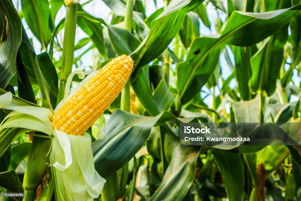 Clima e demanda externa impulsionam preços do milho.