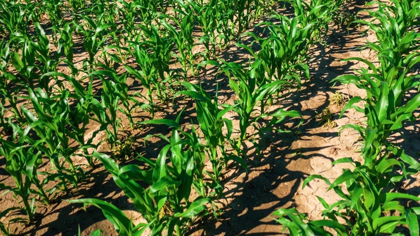 Clima adverso afeta produção de milho no Brasil.