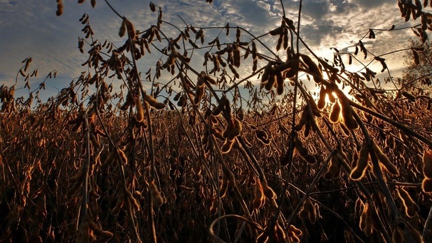 Demanda por biodiesel eleva preços do óleo de soja no Brasil.