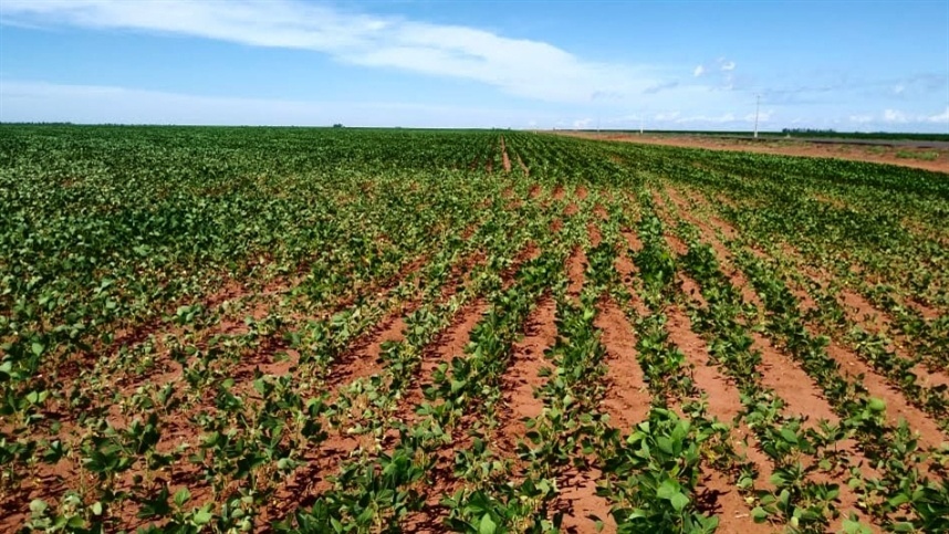 Plantio de soja no Brasil começa lento com a falta de chuvas e pressões de mercado, aponta CEEMA.