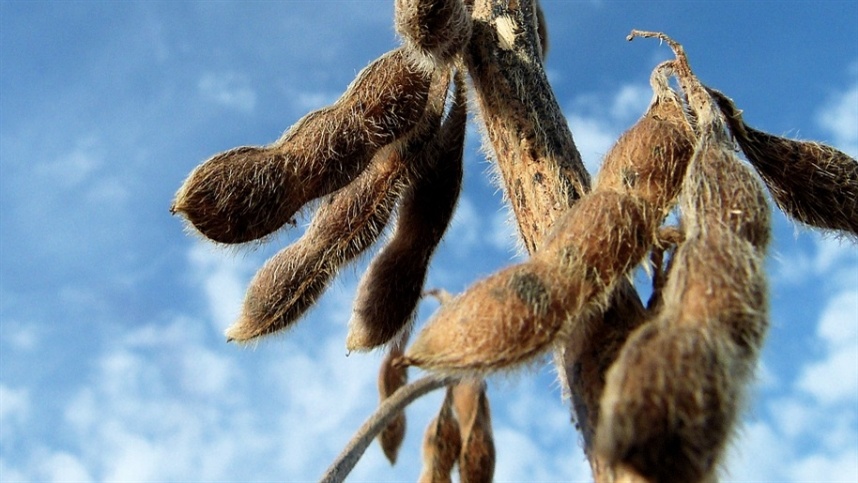 Impacto do El Niño na produtividade da soja no Cerrado brasileiro