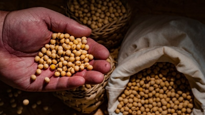País pode alcançar recorde no esmagamento de soja.