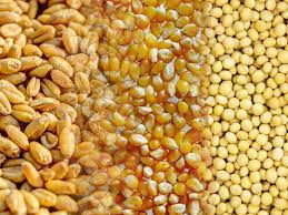 USDA aponta estoques trimestrais de milho abaixo do esperado