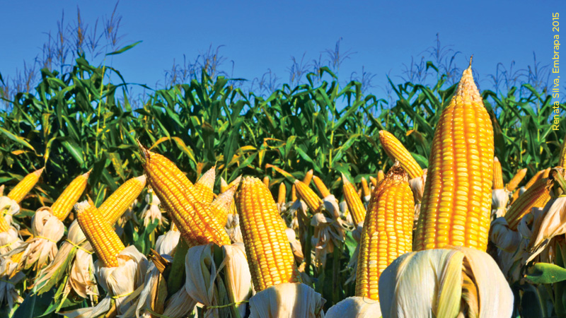 Cotações do milho subiram no mercado brasileiro em julho