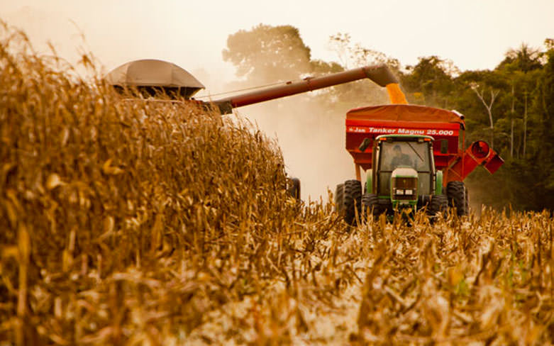 Goiás já colheu mais da metade do milho e espera perda de 40 por cento na produção