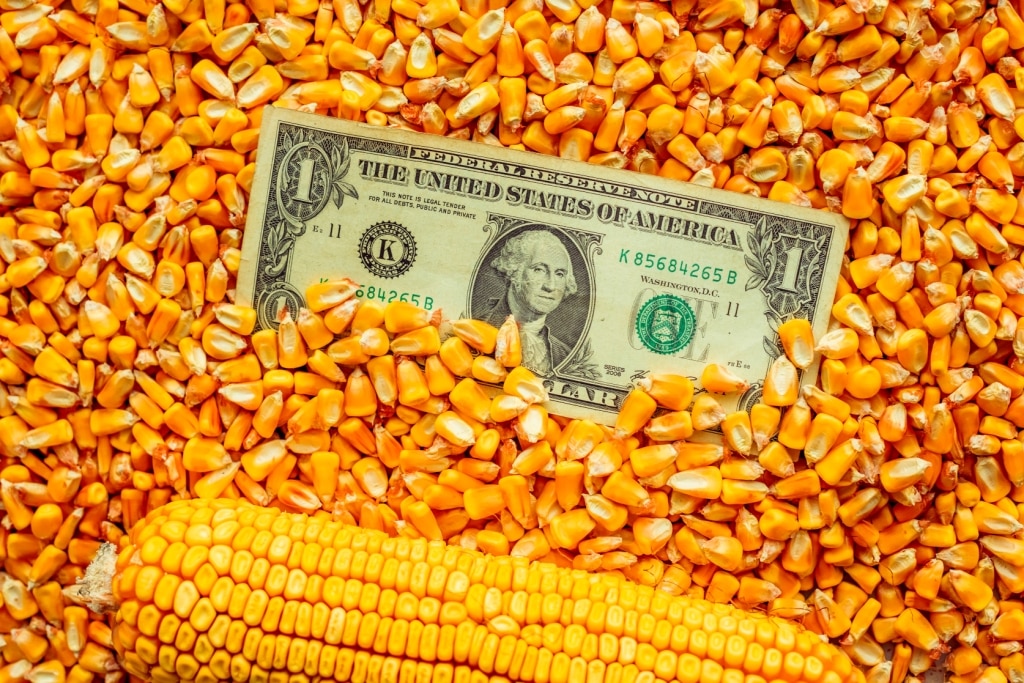 China aumenta compras de milho: De onde vai sair?