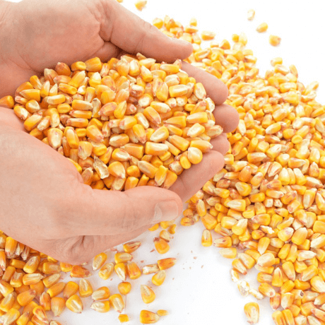 Vendas de milho estão travadas no mercado interno