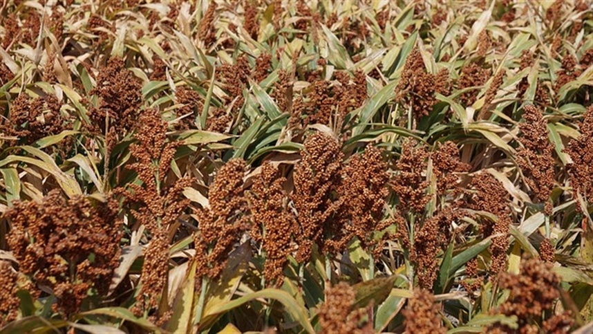 Produção de etanol a partir do sorgo avança.
